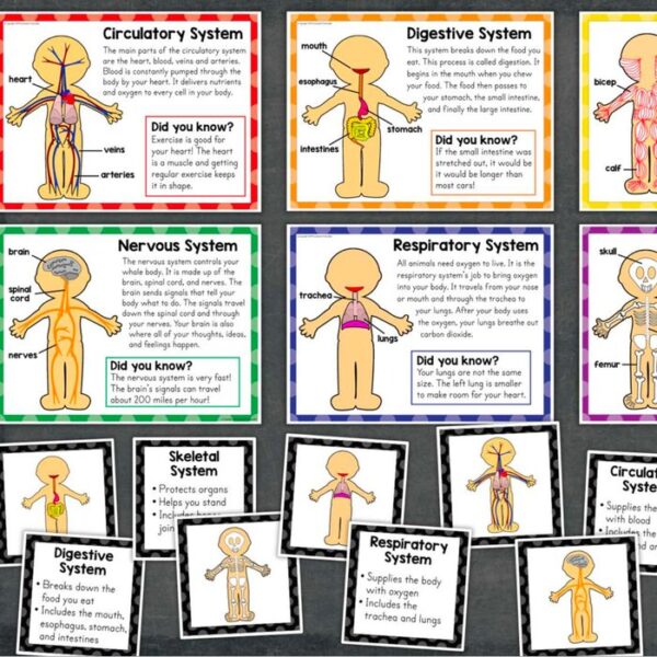 human body posters